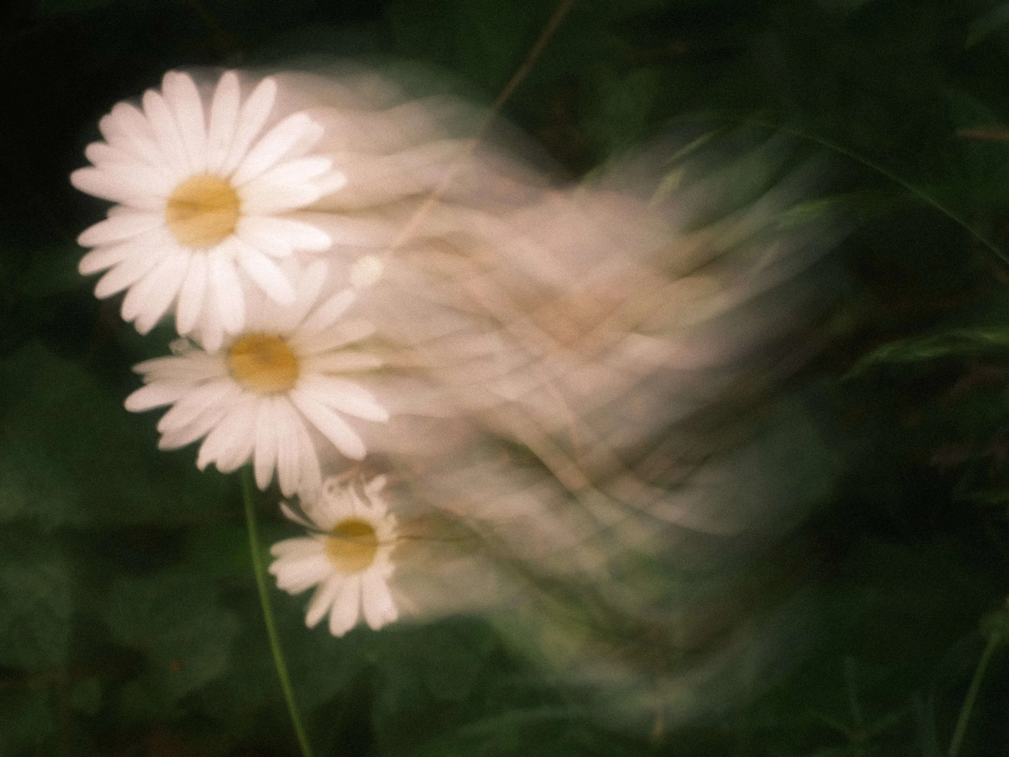 Portfolio photo - Abstract in Nature