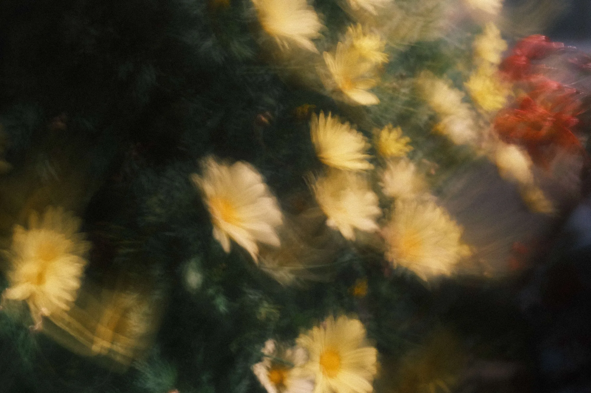 Portfolio photo - Abstract in Nature