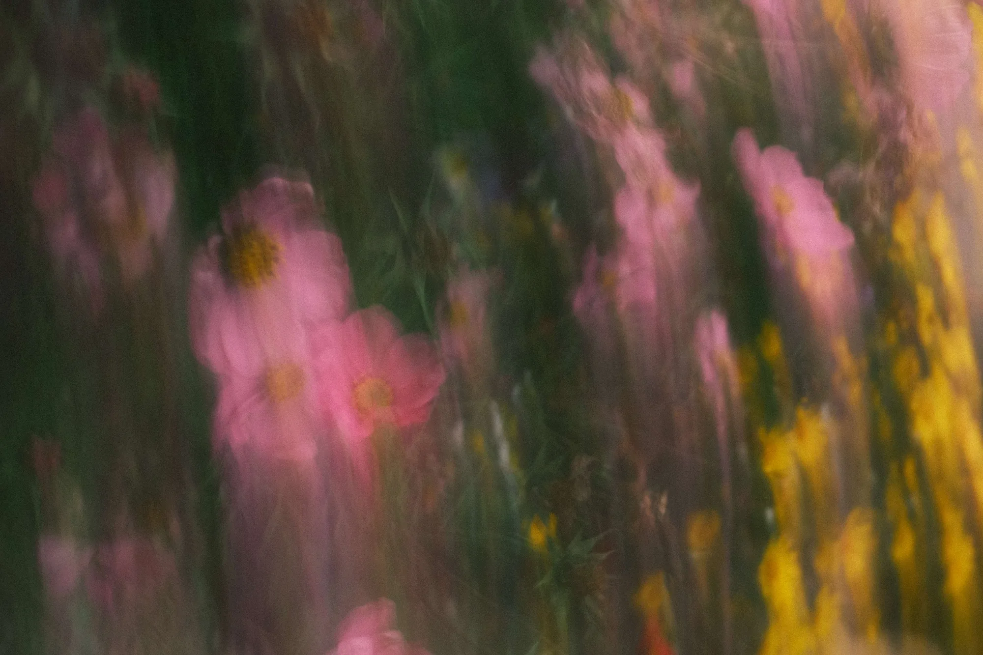 Portfolio photo - Abstract in Nature
