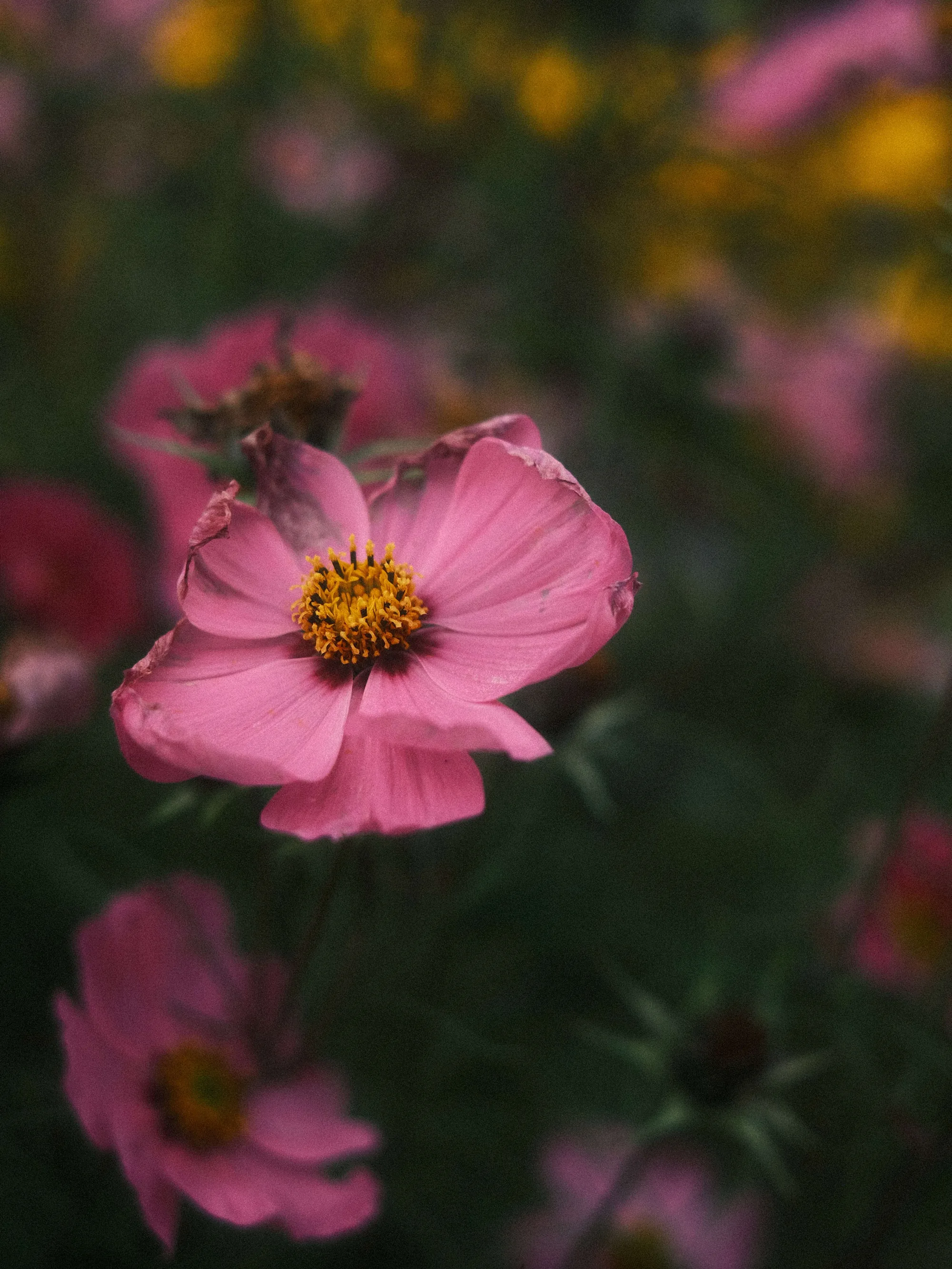 Portfolio photo - Abstract in Nature