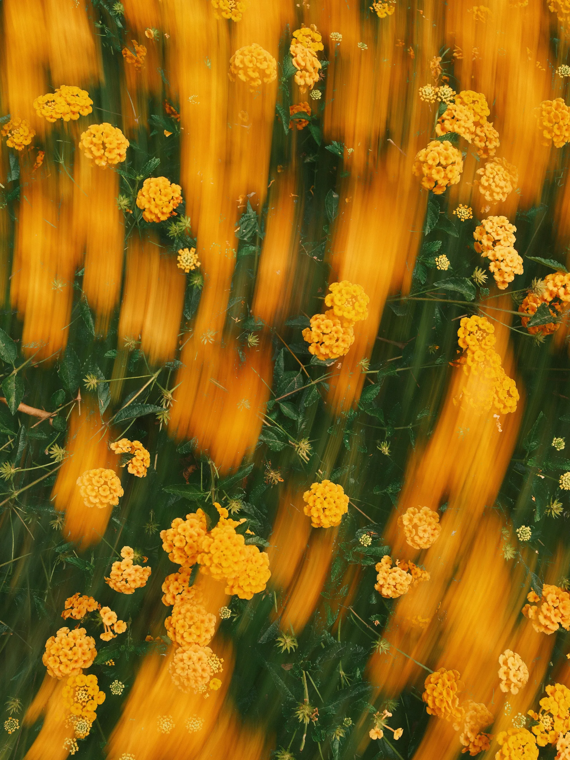 Portfolio photo - Abstract in Nature