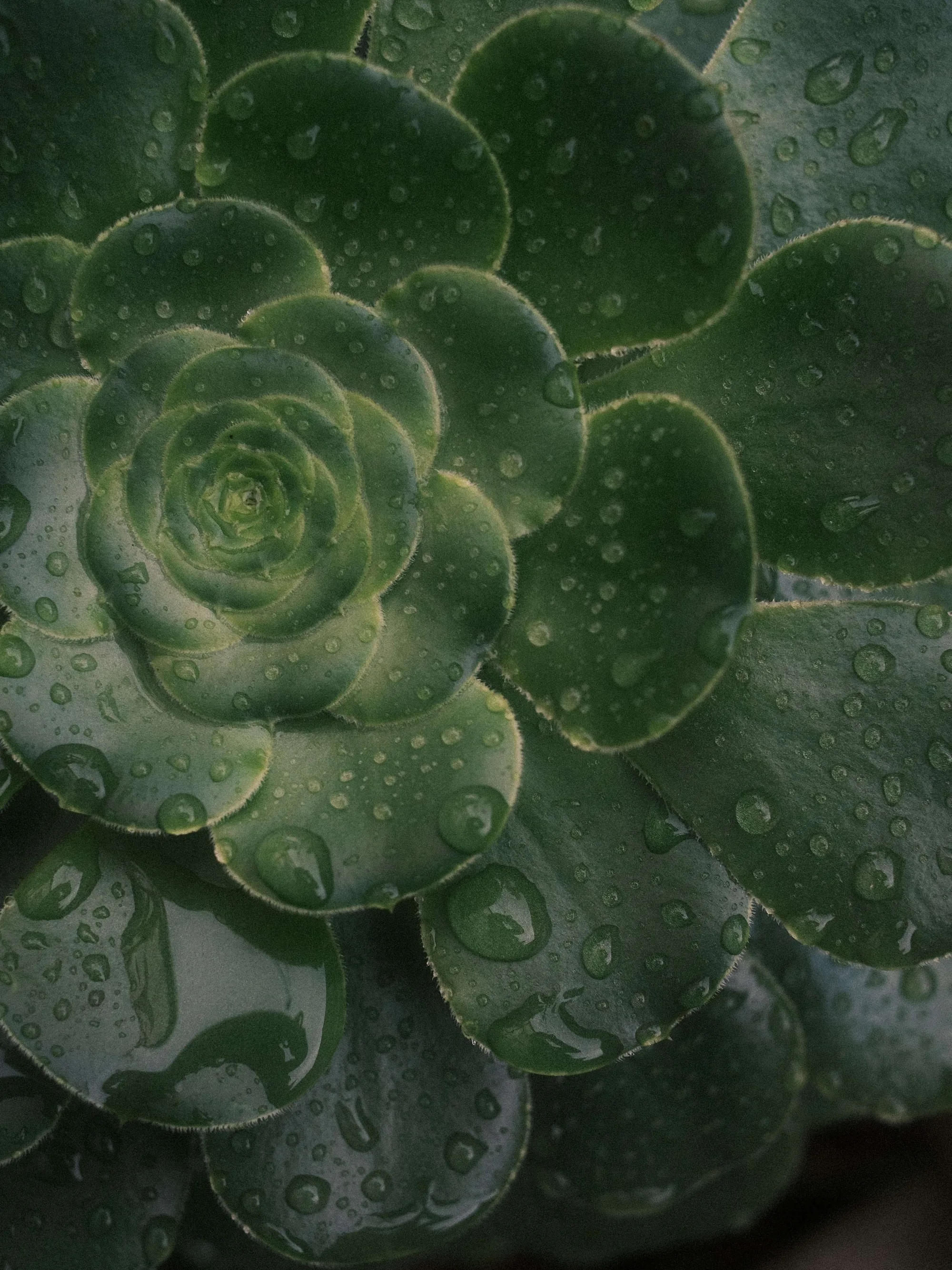 Portfolio photo - Abstract in Nature