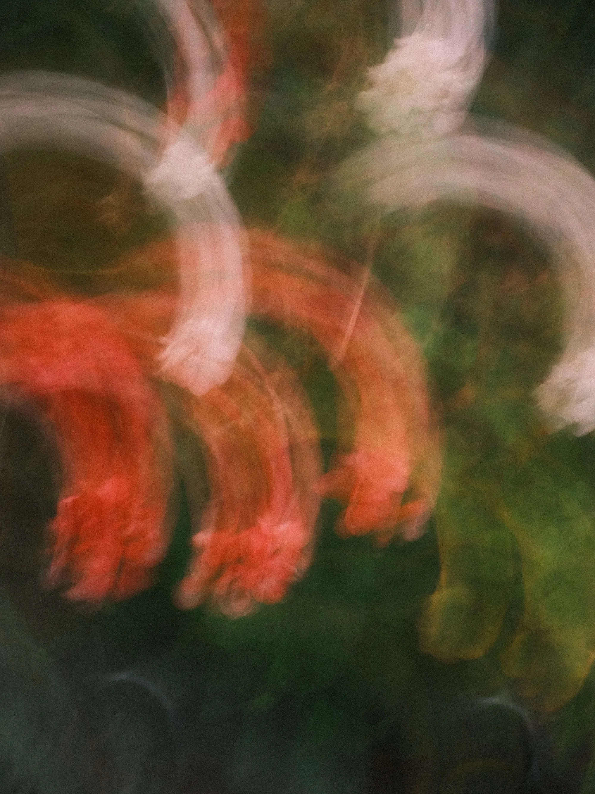 Portfolio photo - Abstract in Nature