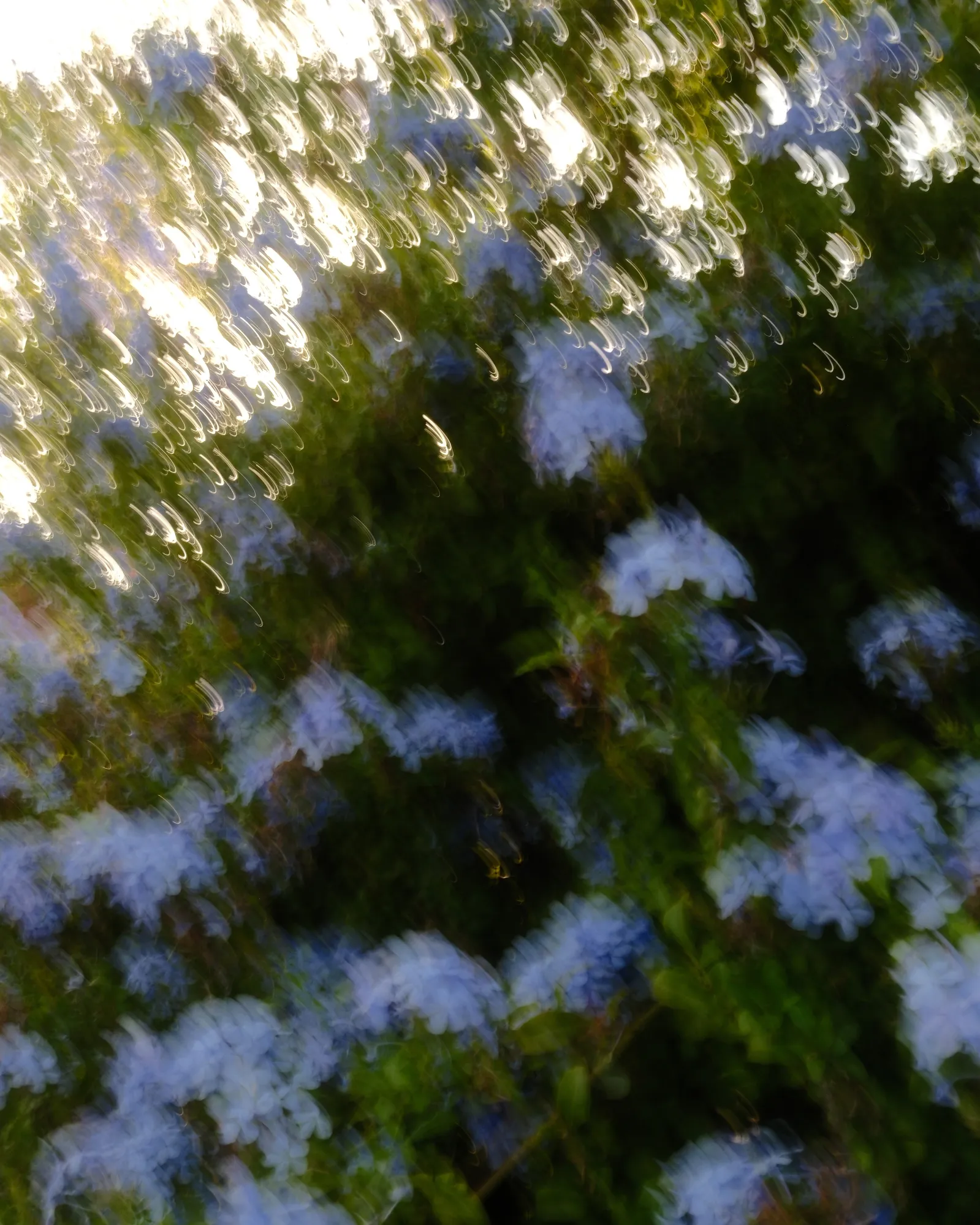 Slow shutter speed shot of flowers in Taormina, sicily - Essenza Fujifilm Film recipe