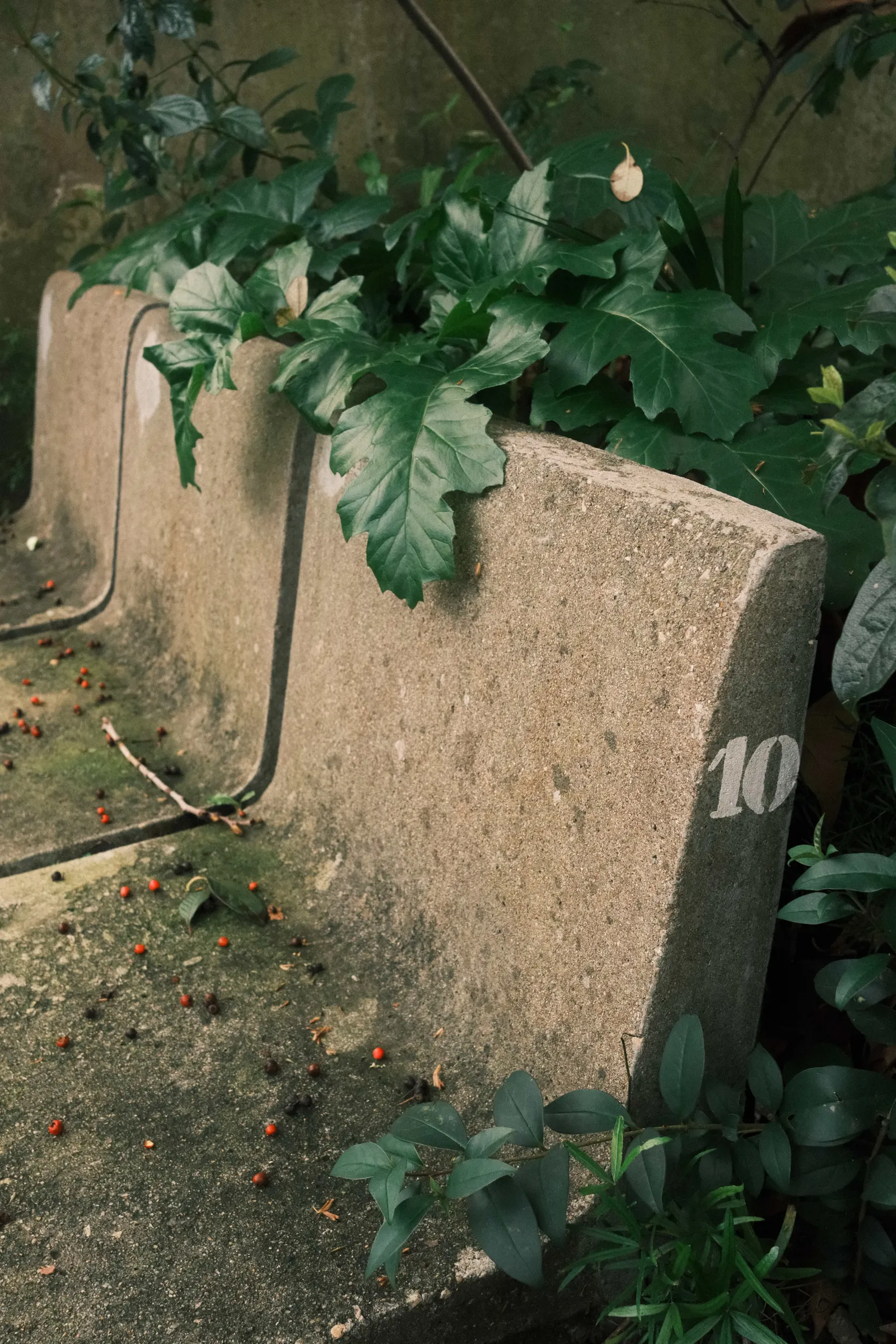 Concrete garden bench numbered 10 with acanthus leaves spilling over it and red berries scattered on the ground