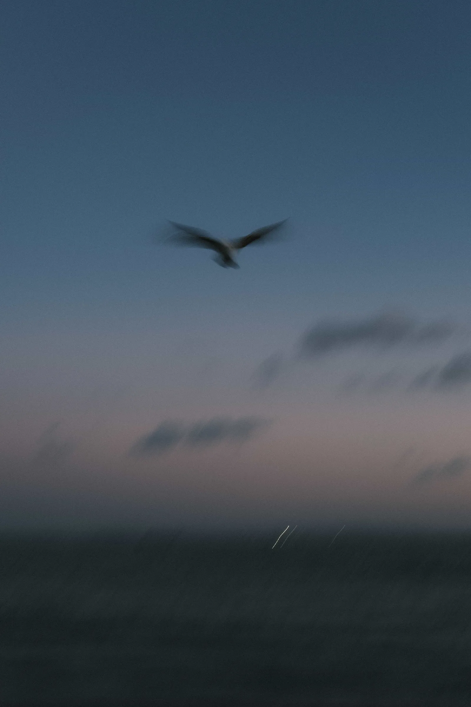 Seagull gliding against a blue and pink twilight sky over the water