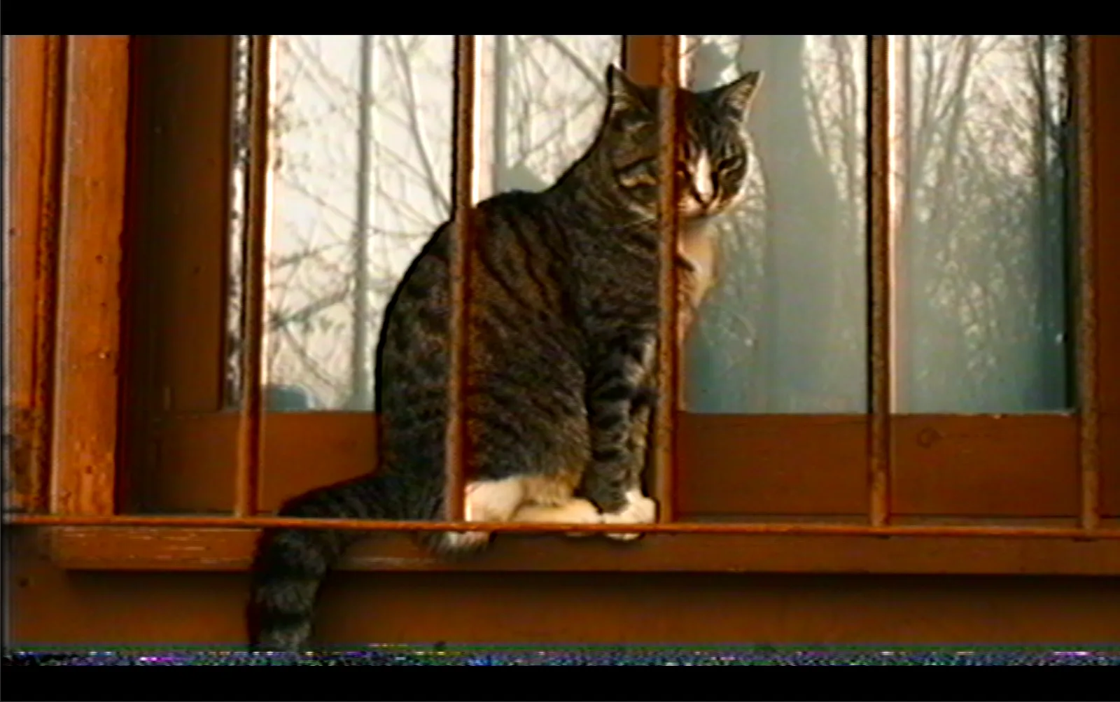 Imaged processed at 480 lines (NTSC) with Vhs nostalgia plugin for davinci resolve